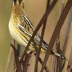 Bobolink